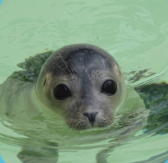 Seal